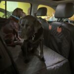 PawLounge Pro™ – Deluxe Back Seat Travel Bed for Dogs photo review