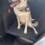 PawLounge Pro™ – Deluxe Back Seat Travel Bed for Dogs photo review