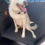 PawLounge Pro™ – Deluxe Back Seat Travel Bed for Dogs photo review