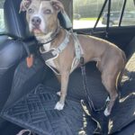 PawLounge Pro™ – Deluxe Back Seat Travel Bed for Dogs photo review
