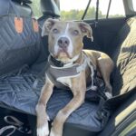 PawLounge Pro™ – Deluxe Back Seat Travel Bed for Dogs photo review