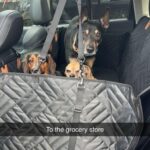 PawLounge Pro™ – Deluxe Back Seat Travel Bed for Dogs photo review