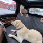 PawLounge Pro™ – Deluxe Back Seat Travel Bed for Dogs photo review
