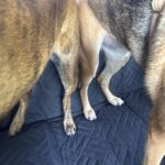 PawLounge Pro™ – Deluxe Back Seat Travel Bed for Dogs photo review