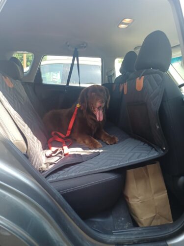 PawLounge Pro™ – Deluxe Back Seat Travel Bed for Dogs photo review