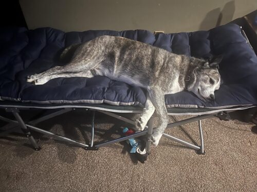 UltraComfort XL Camping Cot – Heavy-Duty Folding Bed with Padded Mattress & 600lb Capacity photo review